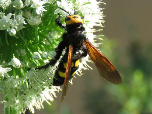 Réf. 208 096 : Megascolia maculata